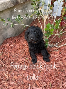 female black 2