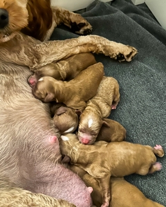 Chorizo & Waffles “The Breakfast Bunch” litter