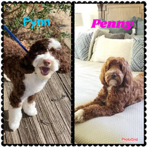Penny Fynn Australian Labradoodles