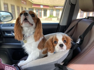 Cavalier King Charles Spaniel Breed Photo