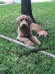 Goldendoodle Breed Photo