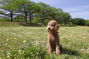 Labradoodle Breed Photo