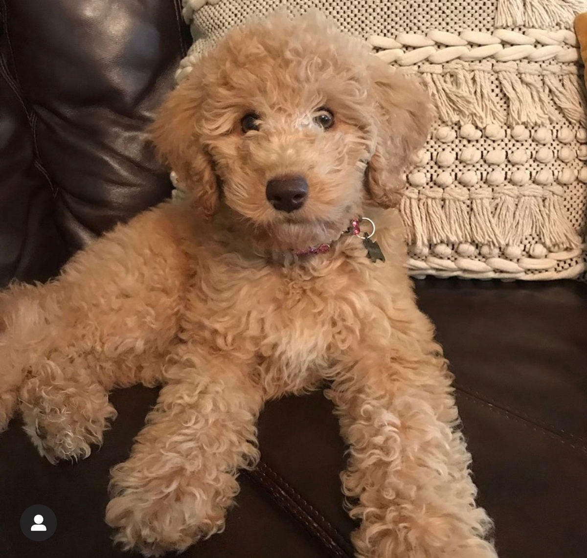 Doodle country best sale mini goldendoodles